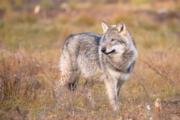 Swedish licensed wolf hunt starts January 2, 2024
