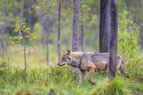 Report dissuades from having 170 as the minimum number of wolves in Scandinavia
