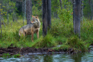 What will the Wolf downgrade mean for Europe and Sweden?