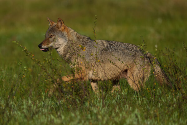 EU Court ruling confirm flaws in Sweden’s wolf policy