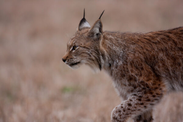 “Lynx do not need to be hunted at all”
