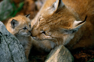 87 lynx to be killed in Sweden