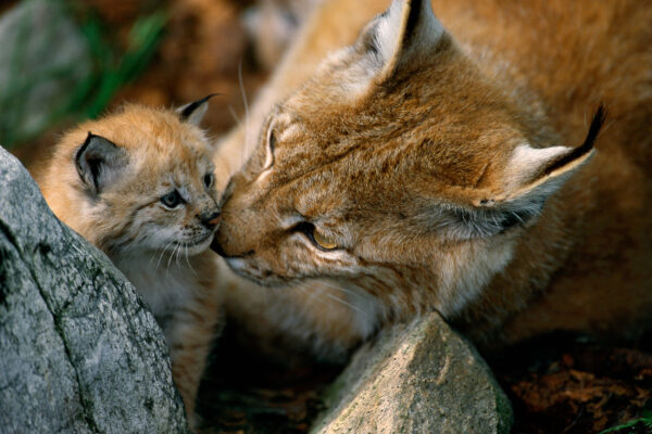 87 lynx to be killed in Sweden