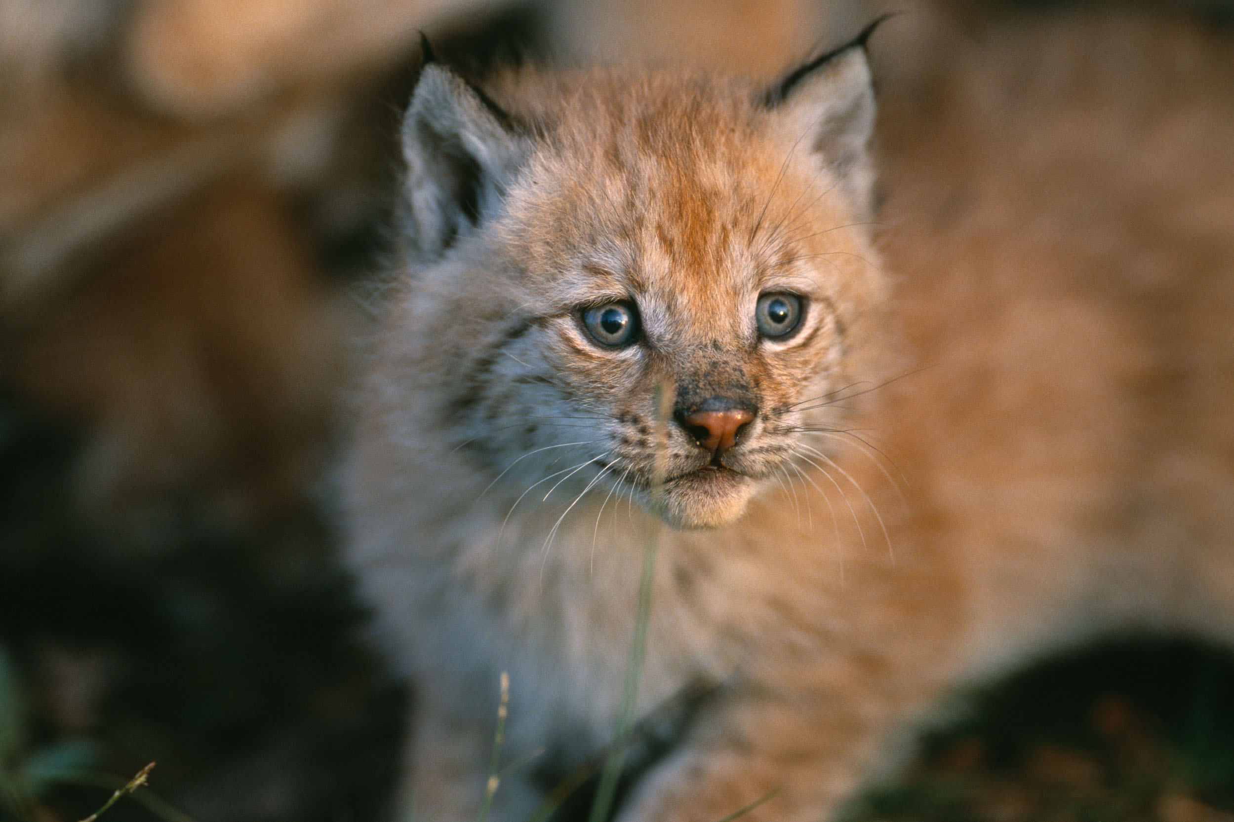 Lynx hunting quotas are set per region