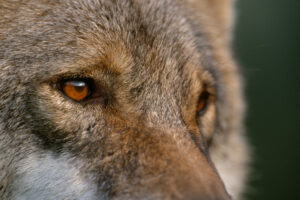 53 Associations Call to Halt EU Wolf Downlisting