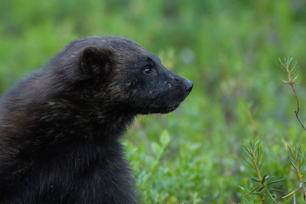 Photo: Staffan Widstrand/Swedensbigfive.org