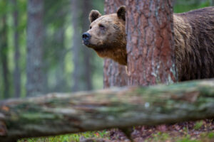 Sweden prepares for another major bear hunt