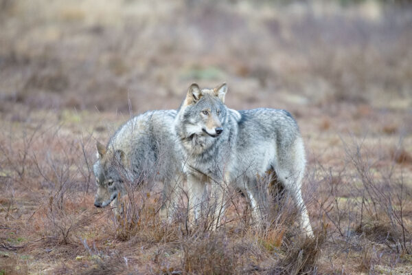 Sweden’s Wolves down by nearly 20%