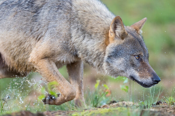 Sweden’s wolf population to be cut by more than half