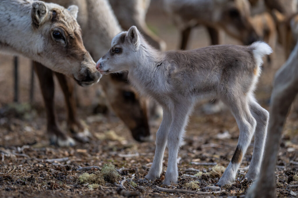 Recently born reindeer calf