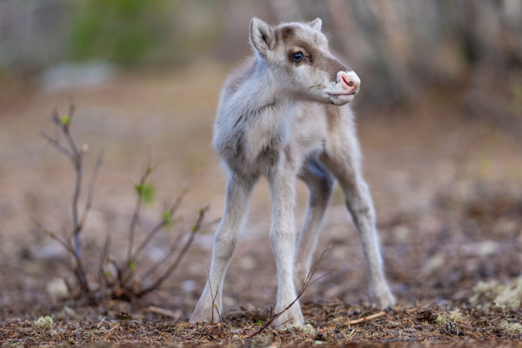 Recently born reindeer calf