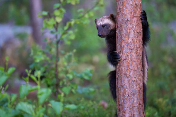 Sweden launches hunt of protected wolverines