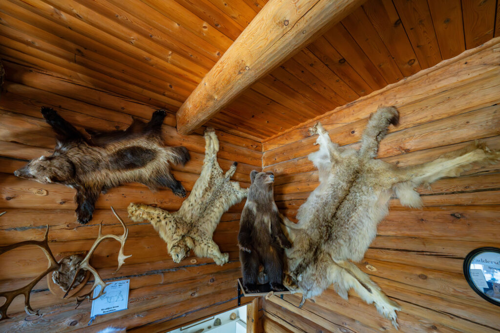 Trophy wall from left wolverine, lynx, young bear, wolf.