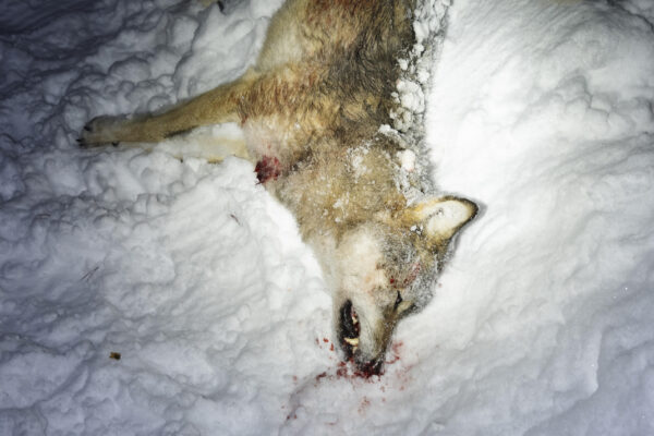 Sweden’s illegal wolf hunt starts on January 2