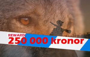 250,000 Swedish kronor reward for tips on illegal hunting of large predators