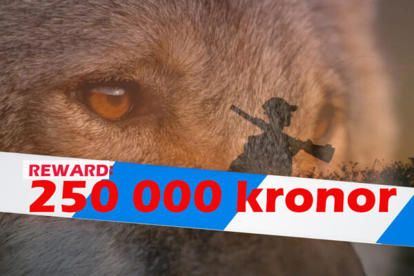 250,000 Swedish kronor reward for tips on illegal hunting of large predators